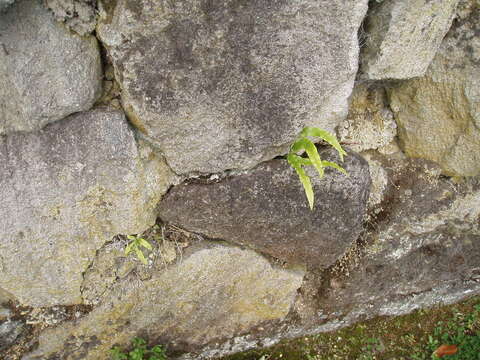 Image of Cretan brake