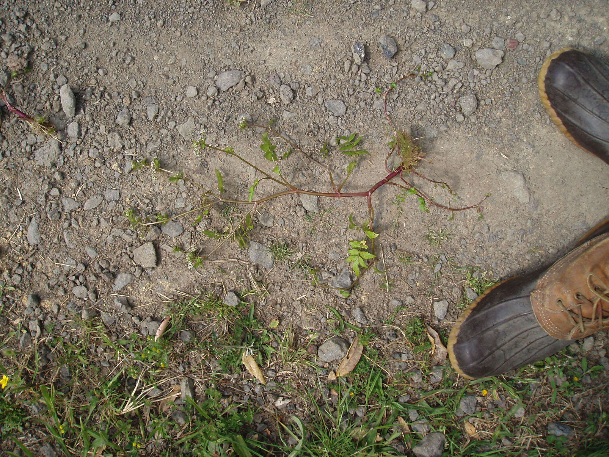 Image of Fool's-Watercress