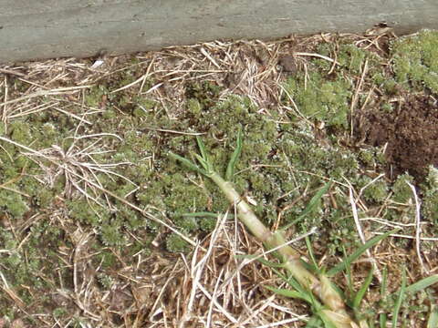 Image of silvergreen bryum moss