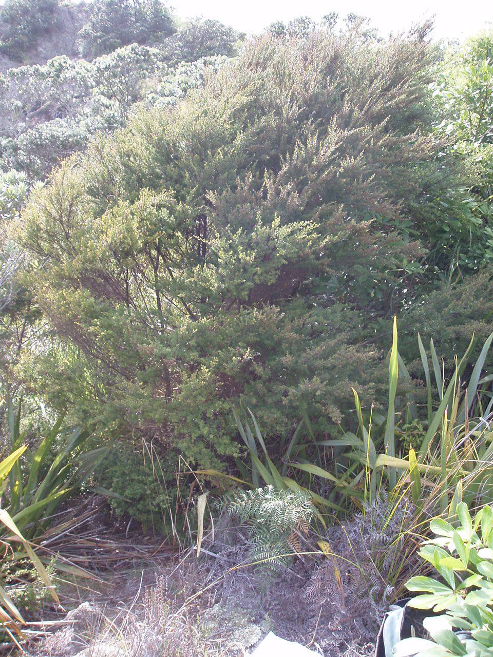 Plancia ëd Kunzea robusta de Lange & Toelken