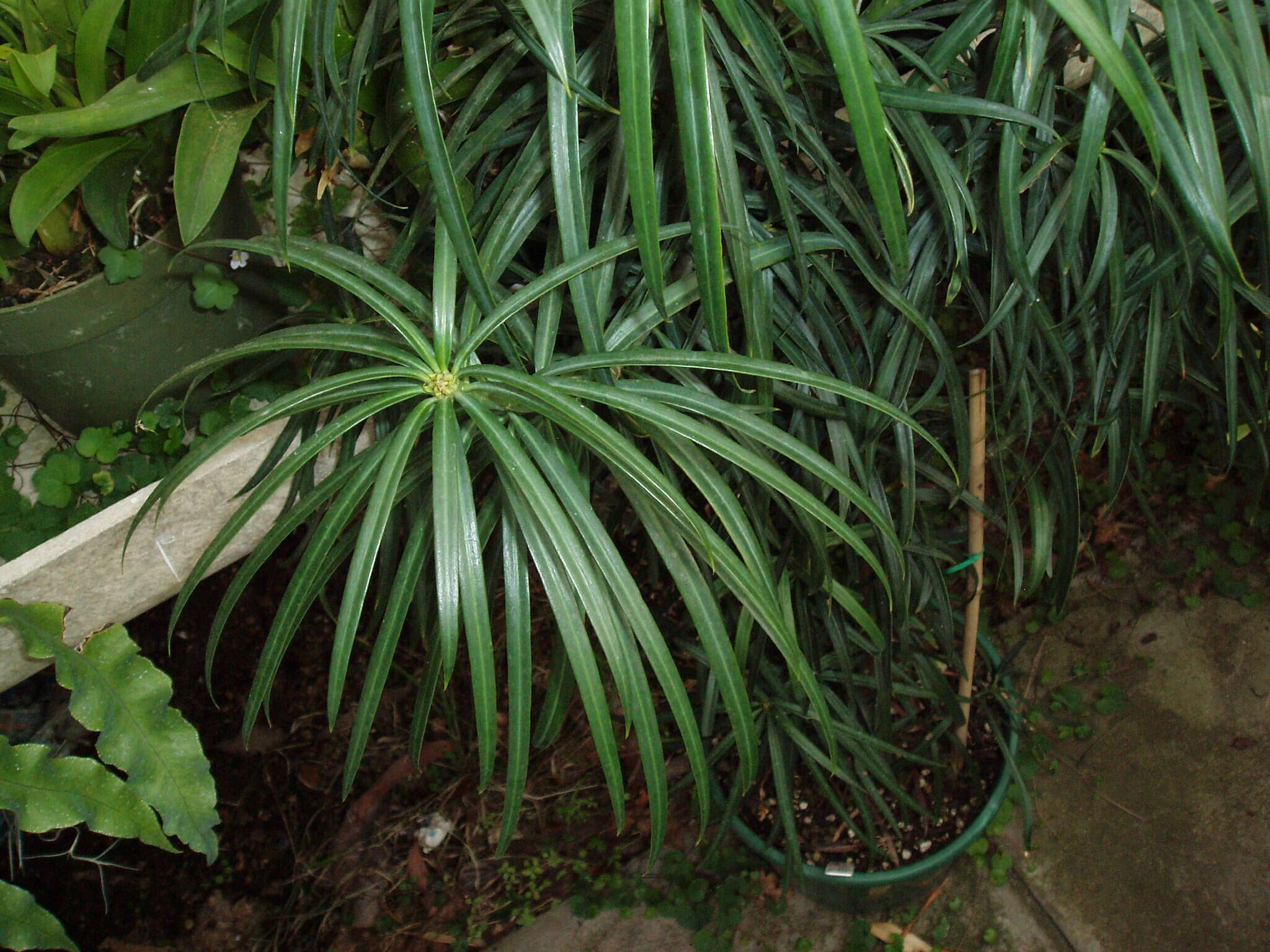 Afrocarpus mannii (Hook. fil.) C. N. Page resmi