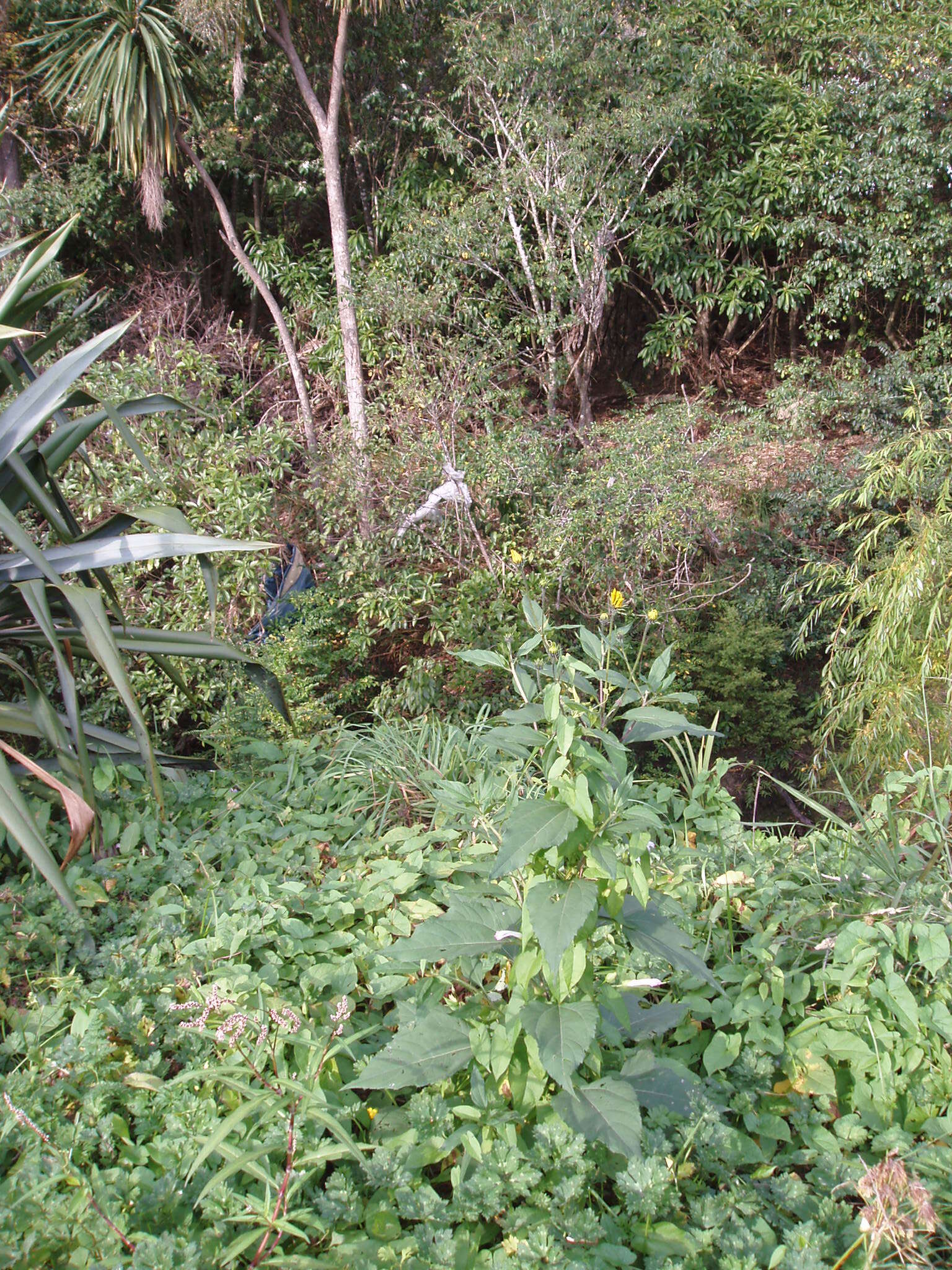 Image of Jerusalem artichoke