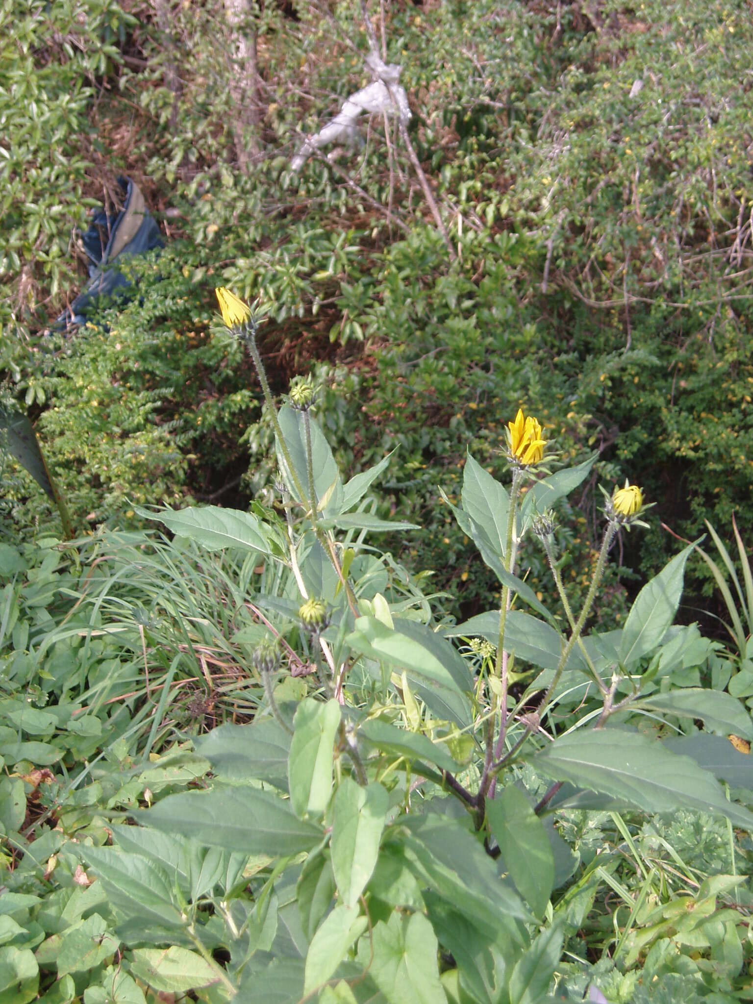 Image of Jerusalem artichoke