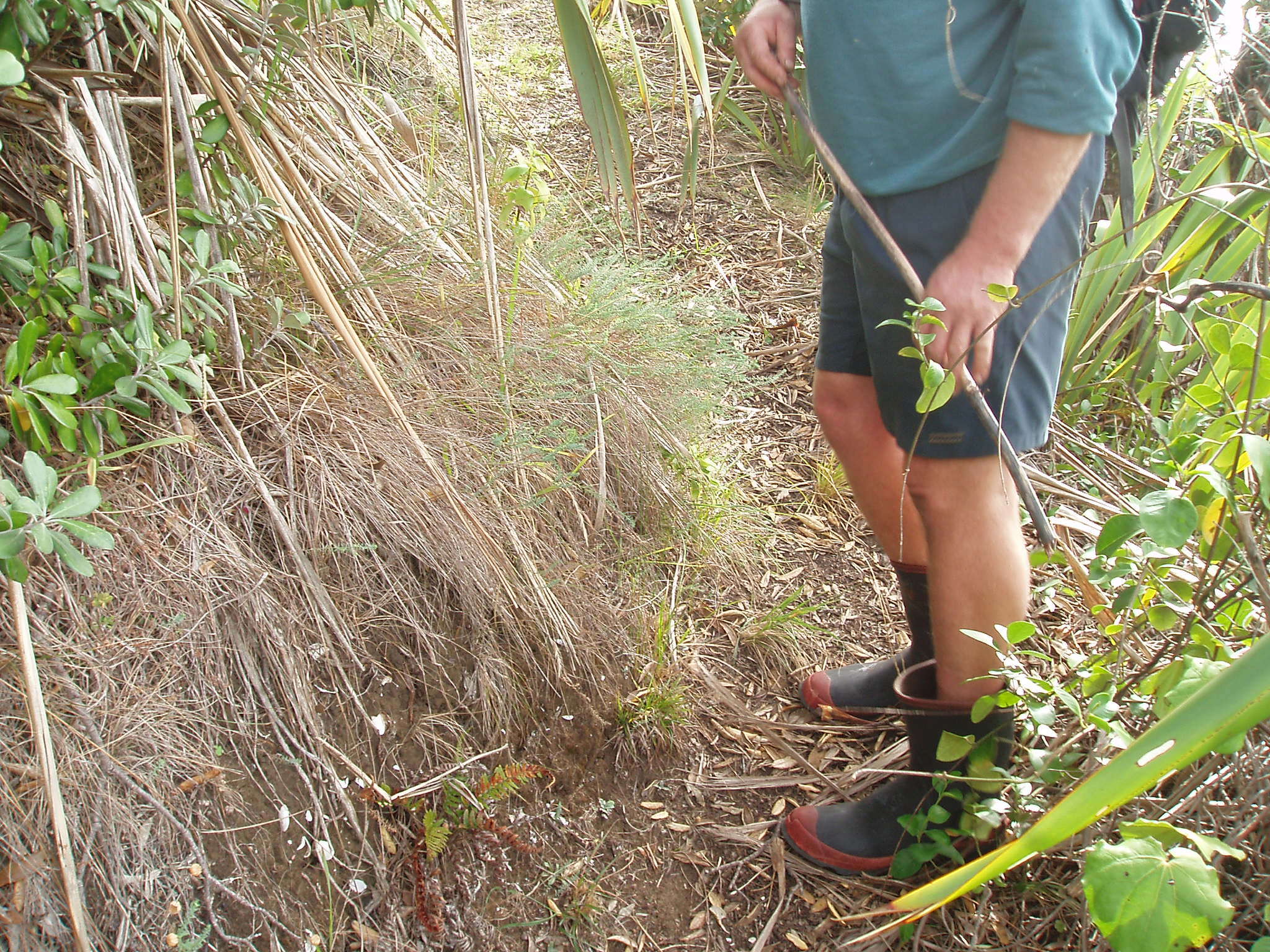 Imagem de Linum monogynum Forst. fil.