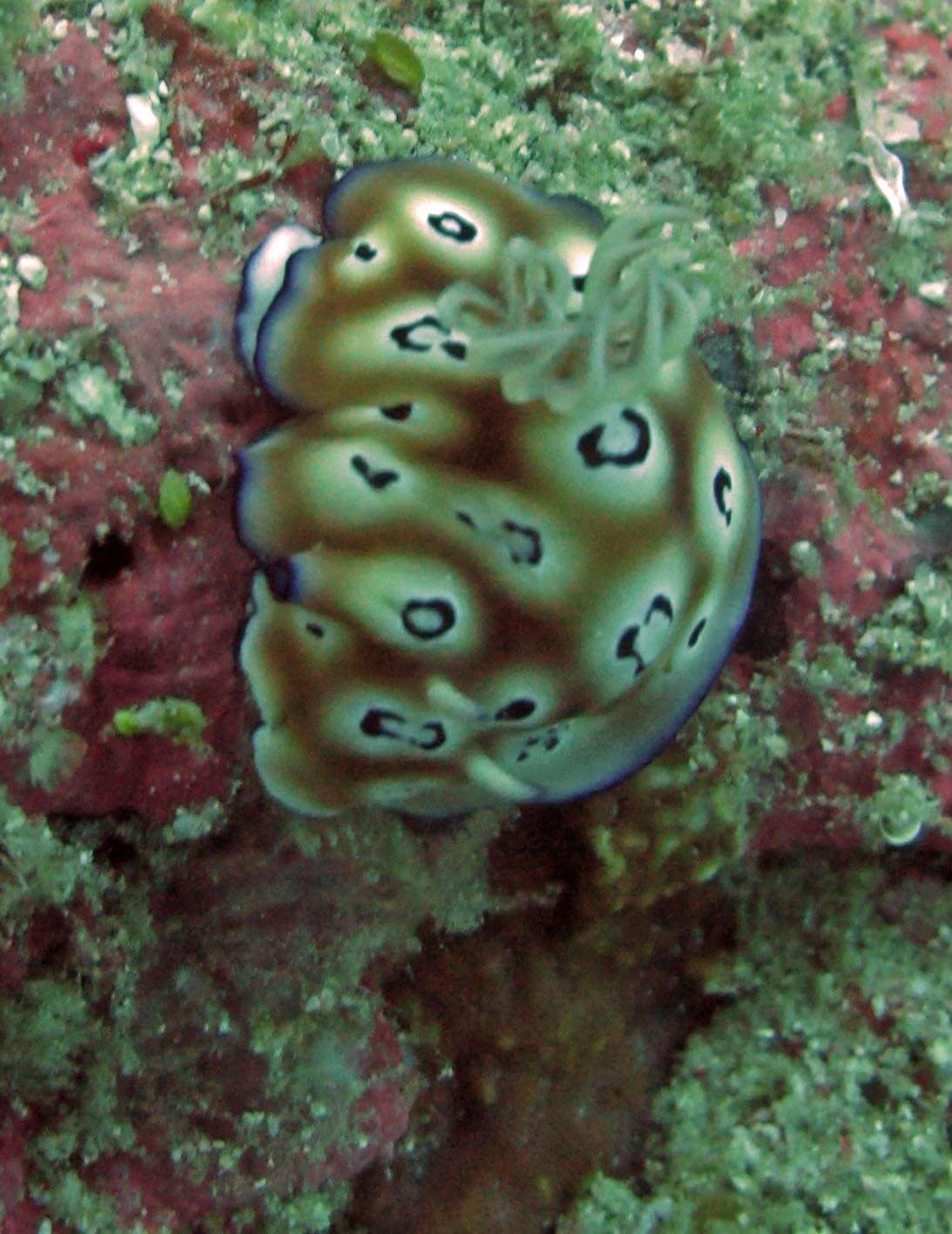 Image of Goniobranchus leopardus (Rudman 1987)