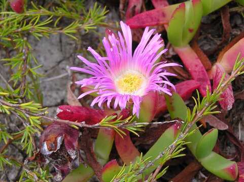 Image of Pigface