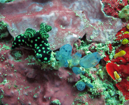 Image of Green spot black slug