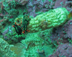 Image of Dusky green spot orange gill black slug