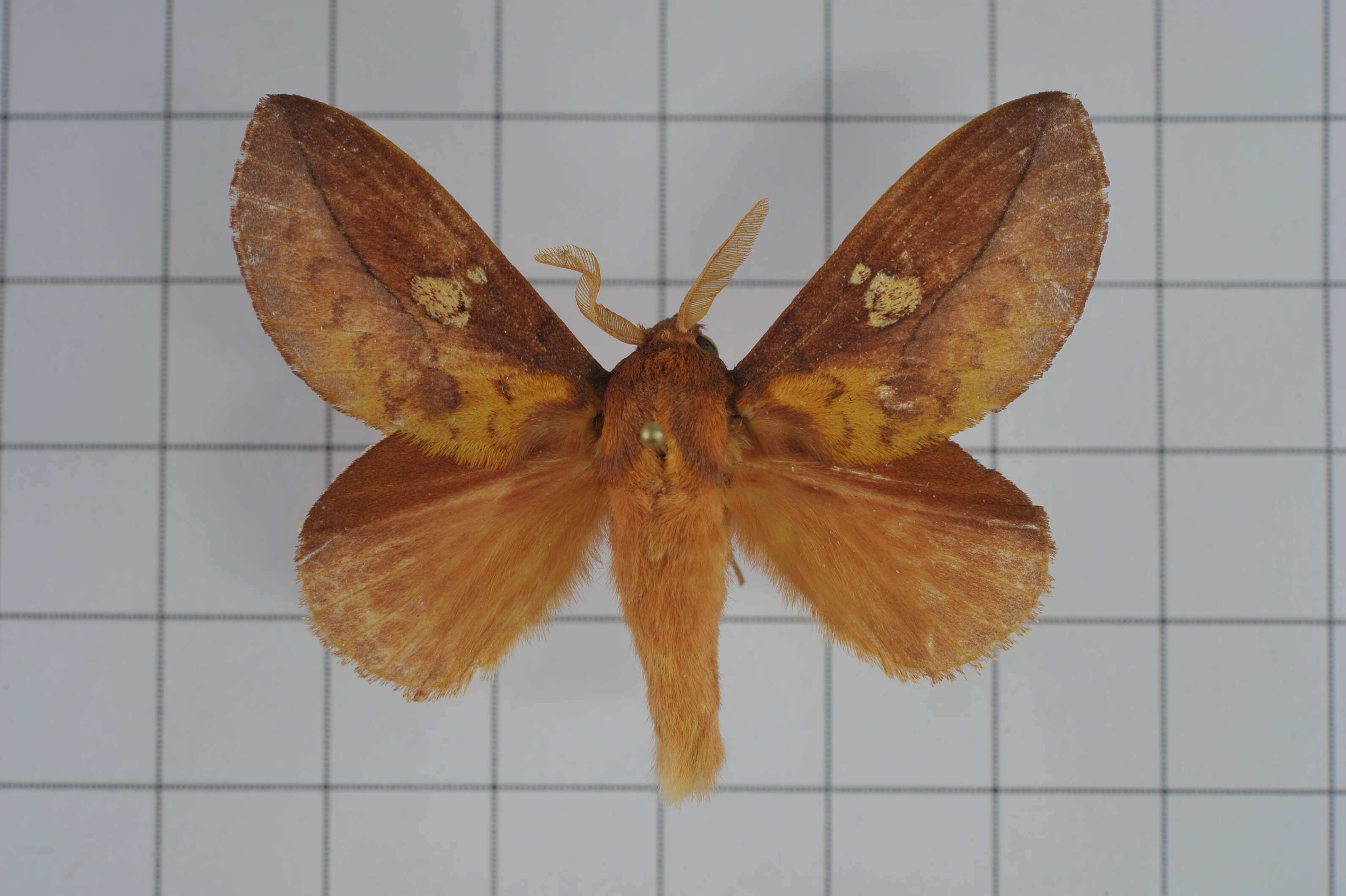 Image of Euthrix laeta Walker 1855