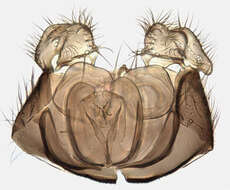 Image of Zygomyia