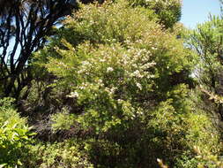 Plancia ëd Kunzea robusta de Lange & Toelken