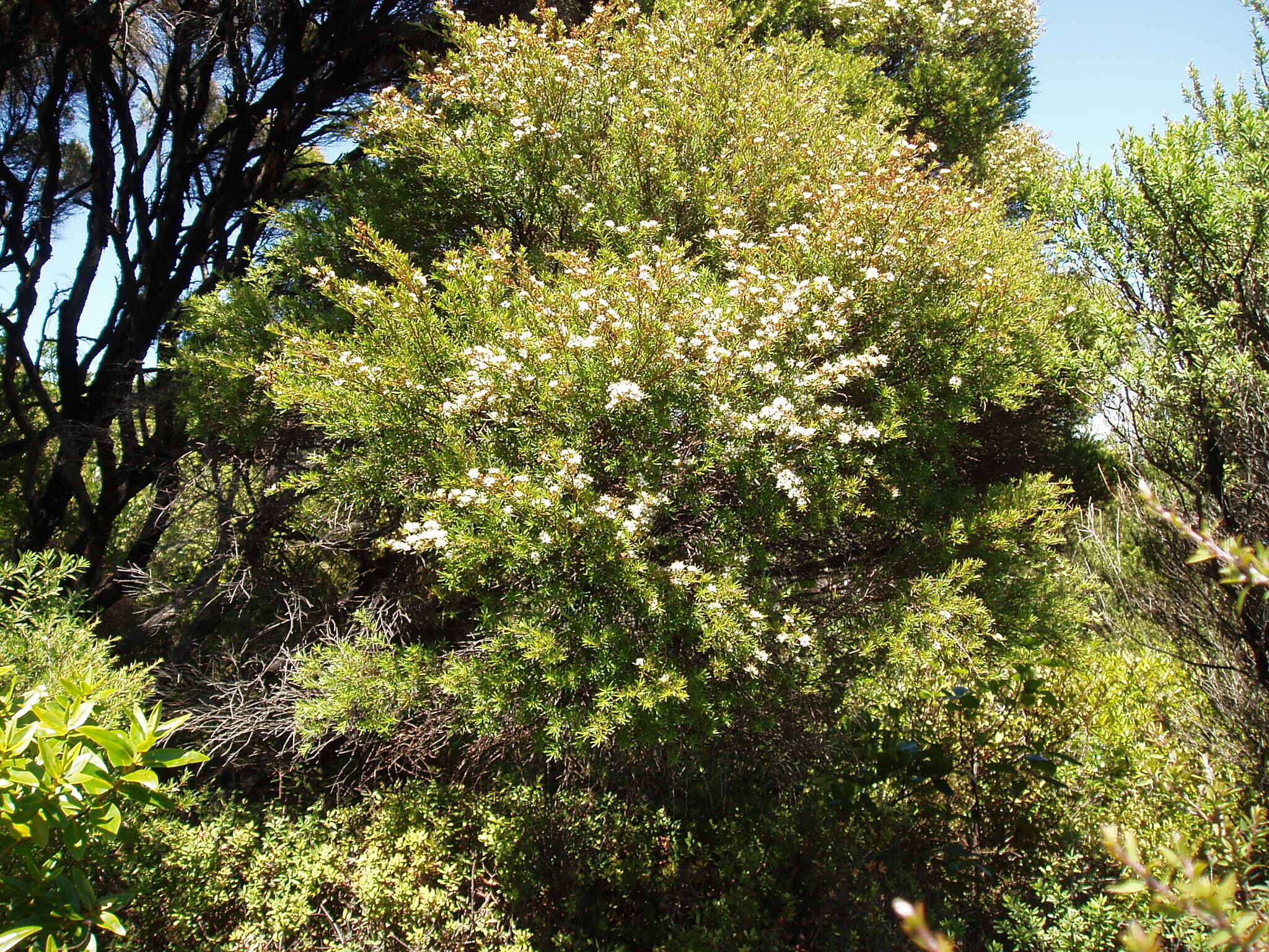 Plancia ëd Kunzea robusta de Lange & Toelken