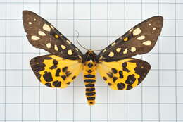 Image of Aglaomorpha histrio (Walker 1855)