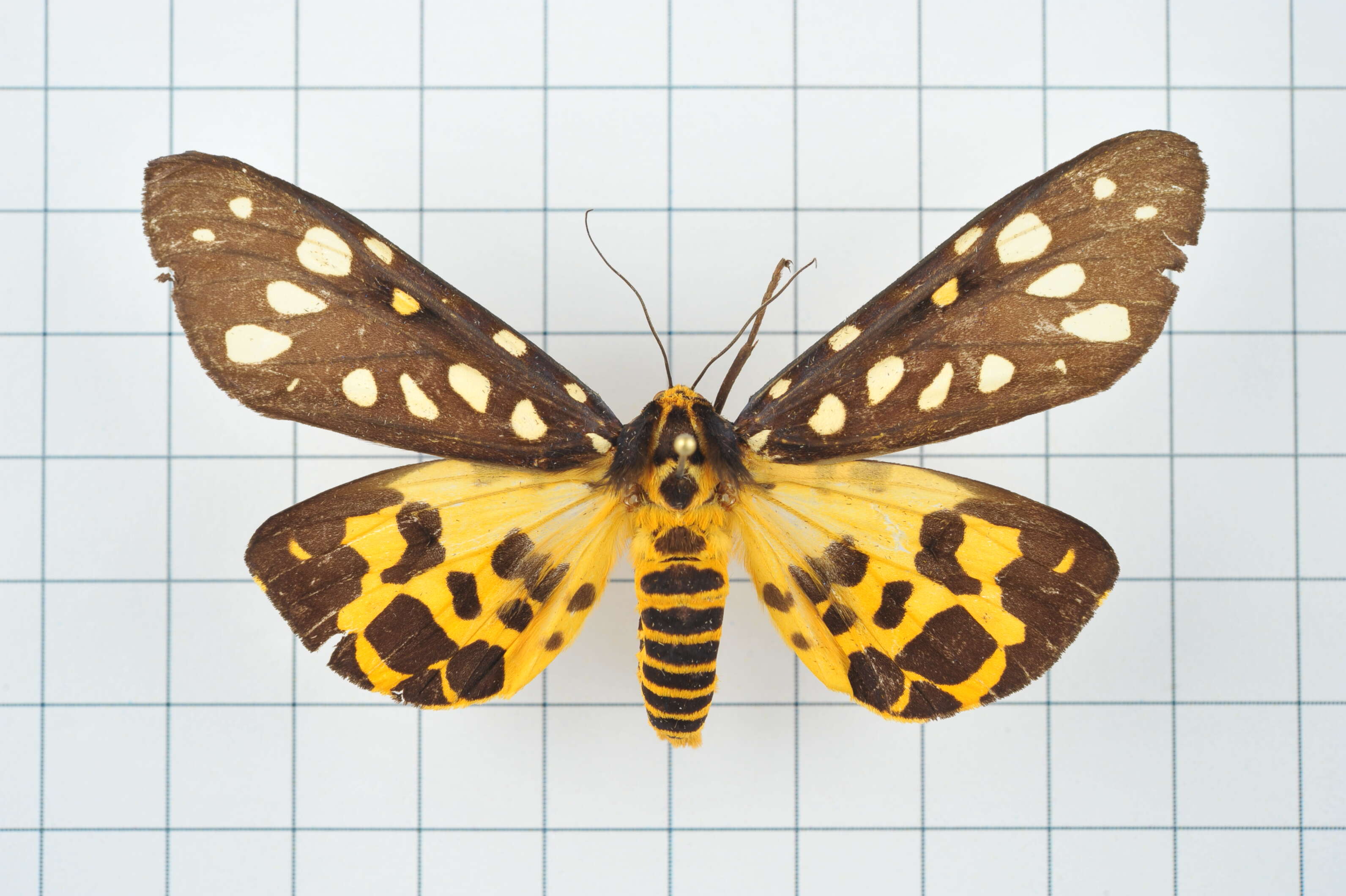 Image of Aglaomorpha histrio (Walker 1855)