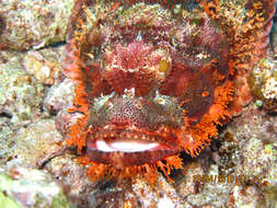 Image of Smallscale scorpionfish