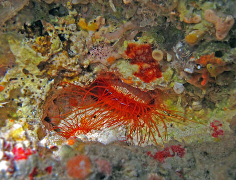 Image of Electric Flame Scallop