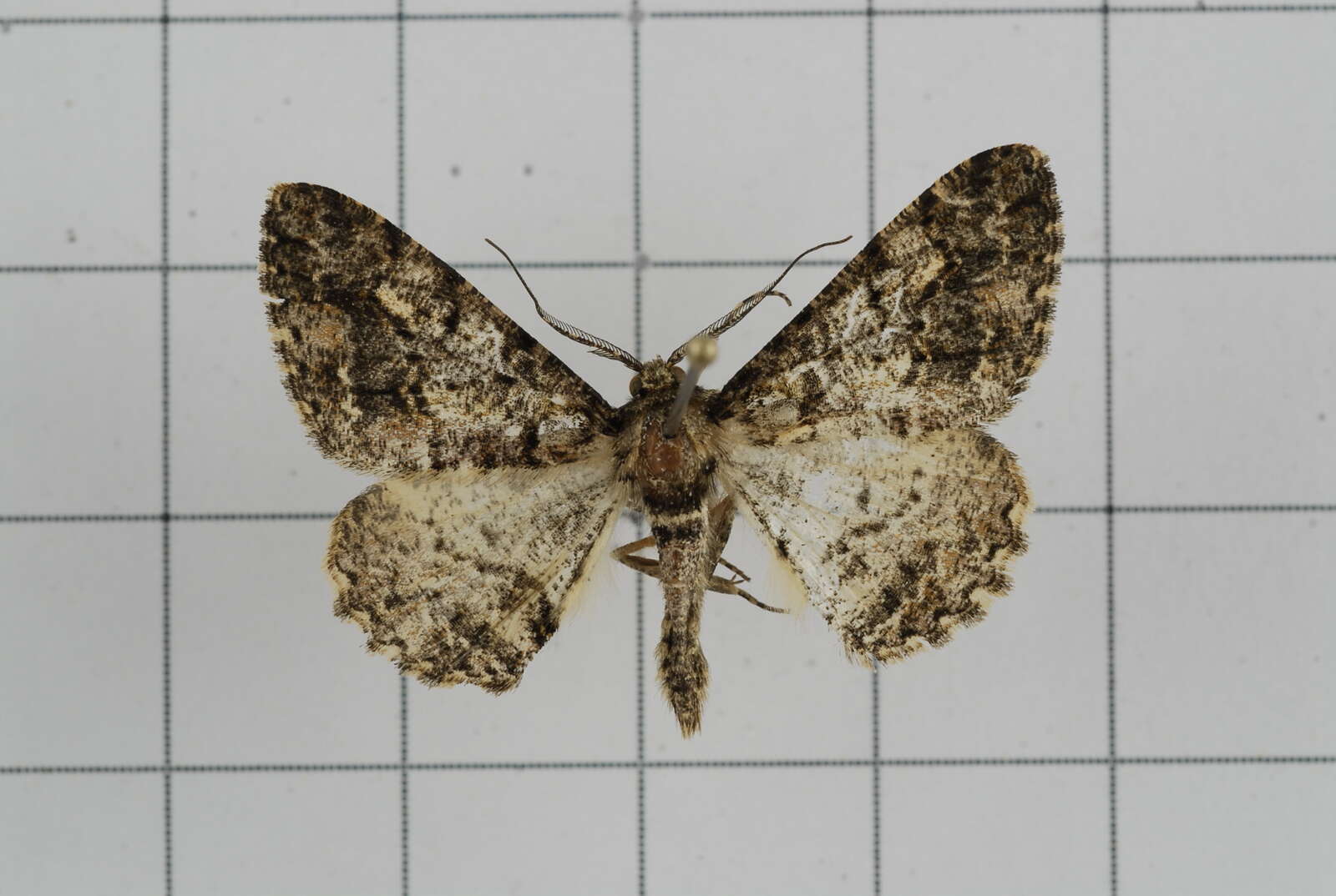 Image of Alcis variegata Moore 1888