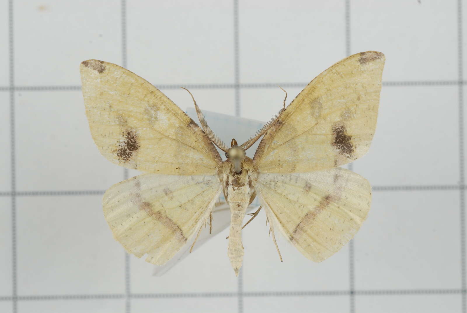 Image of Heterolocha biplagiata Bastelberger 1909