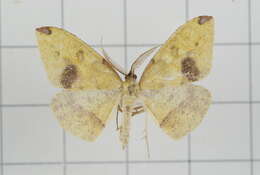 Image of Heterolocha biplagiata Bastelberger 1909