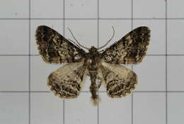 Image of Alcis variegata Moore 1888