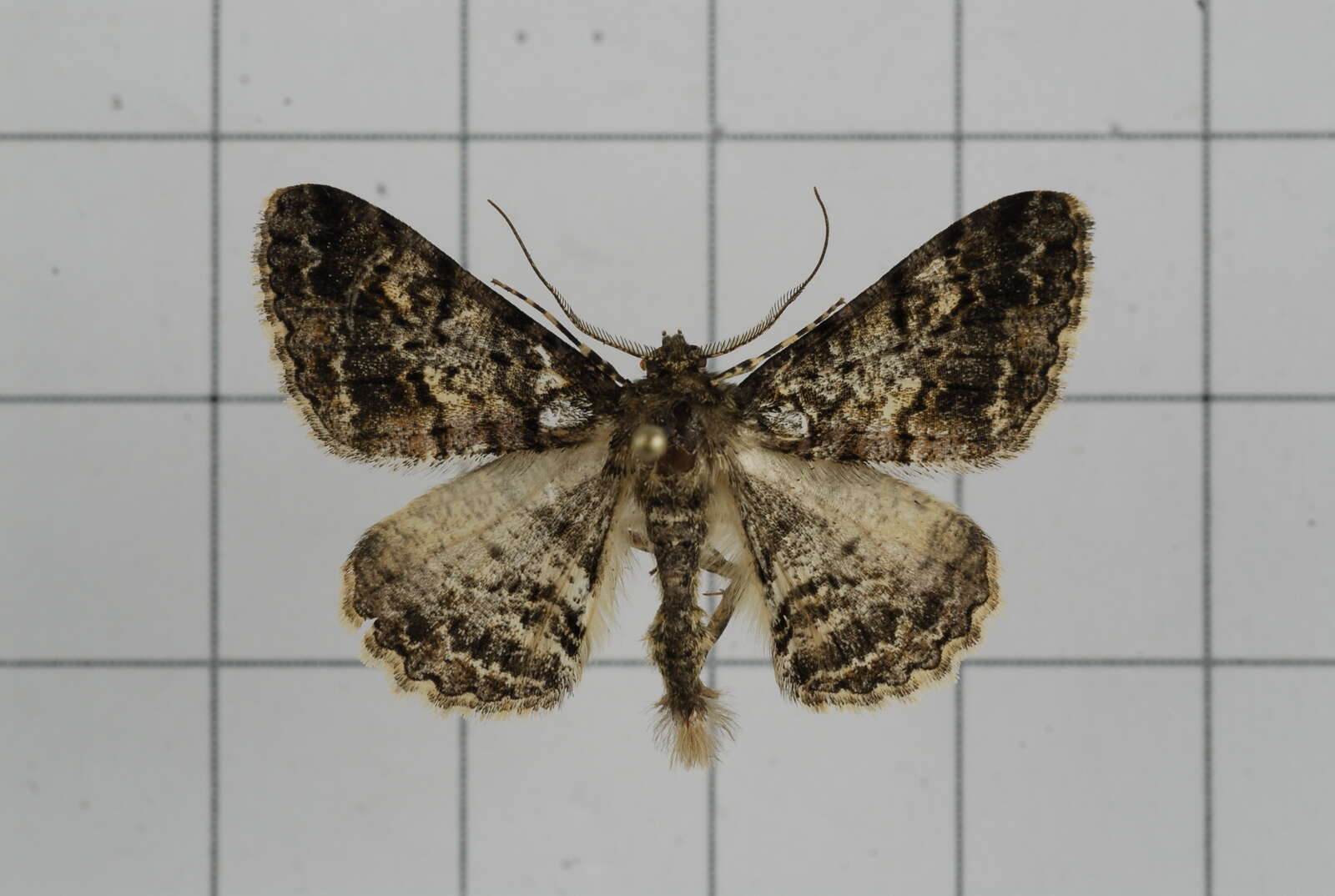 Image of Alcis variegata Moore 1888