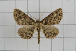 Image de Paradarisa comparataria Walker 1866