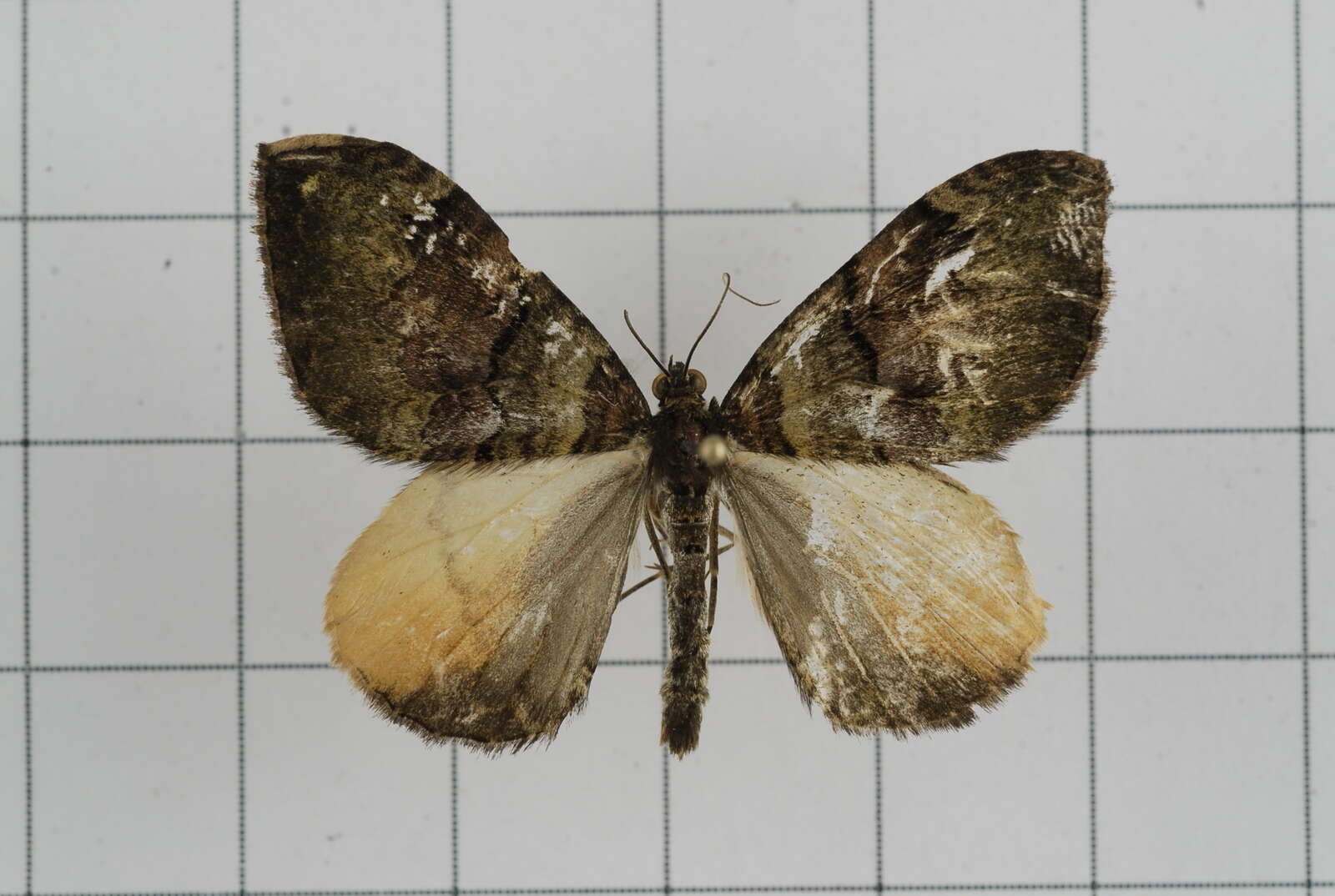 Image of Photoscotosia insularis Bastelberger 1909