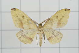 Image of Heterolocha biplagiata Bastelberger 1909