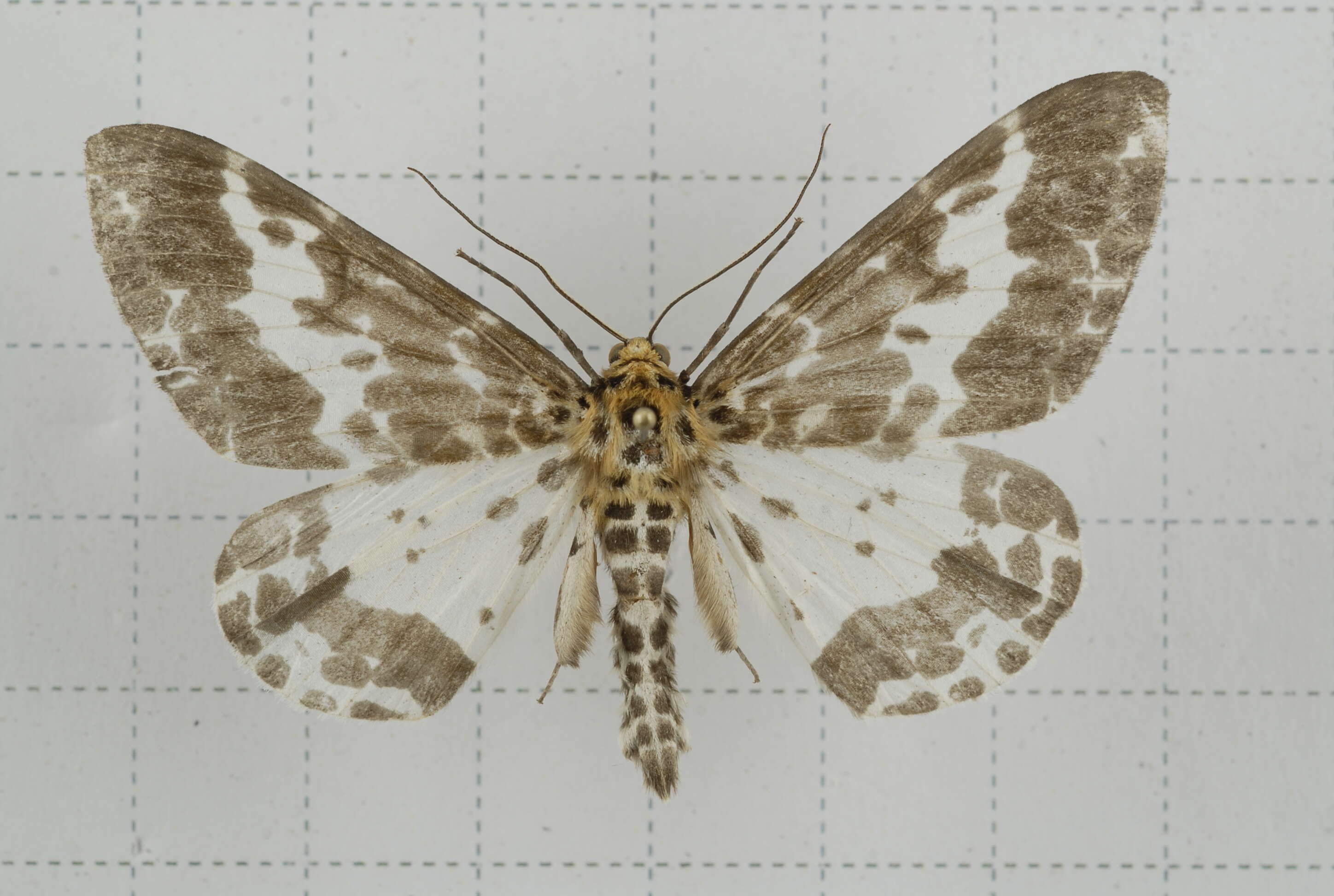 Image of Dilophodes baria