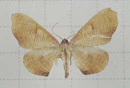 صورة Plagodis reticulata Warren 1893