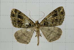 Image of Arichanna pryeraria Leech 1891