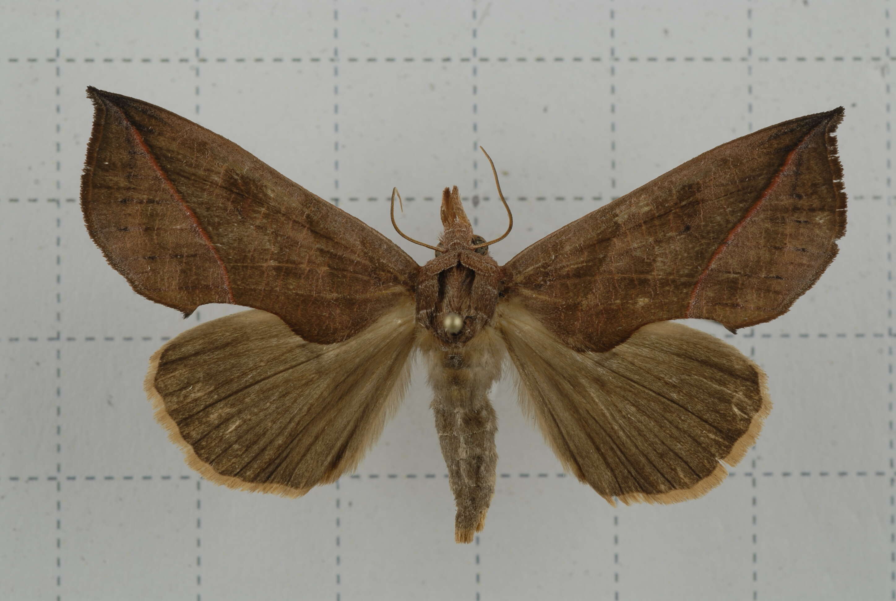 Слика од Calyptra fletcheri Berio 1956