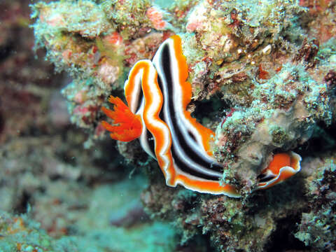 Image of Magnificent orange black white slug