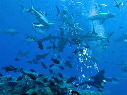 Image of Gray Reef Shark