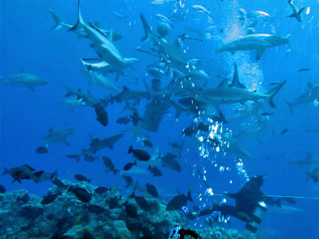 Image of Gray Reef Shark