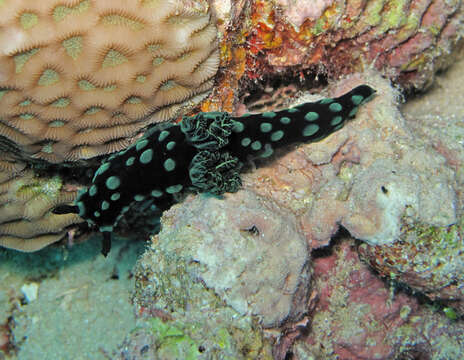 Image of Green spot black slug