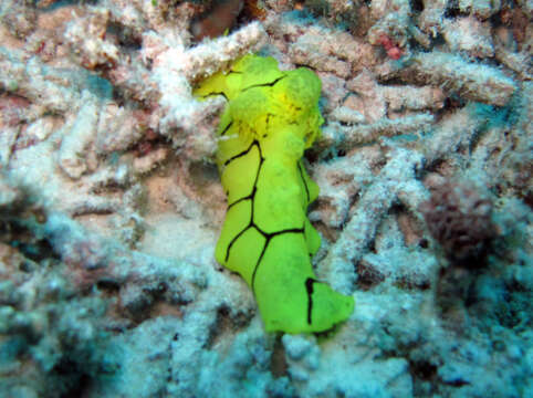 Image of Giant yellow nudibranch