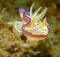 Image of Purple spot skirt lifter slug