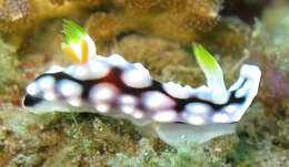 Image of Geometric brown headflapper slug