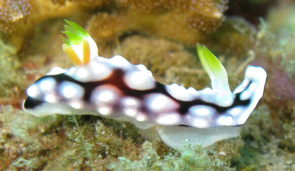 Image of Geometric brown headflapper slug