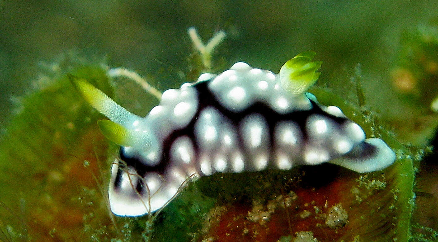 Image of Geometric brown headflapper slug