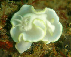 Image of Pale white slug