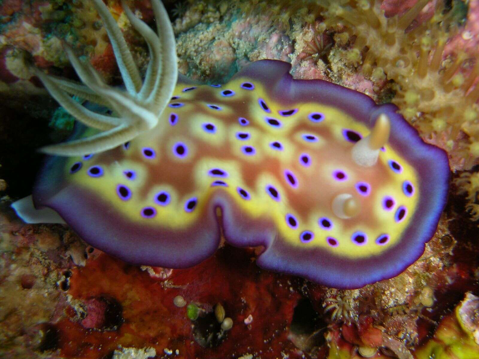 Image of Purple spot skirt lifter slug