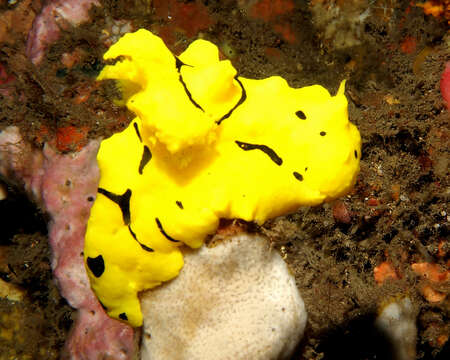 Image of Giant yellow nudibranch