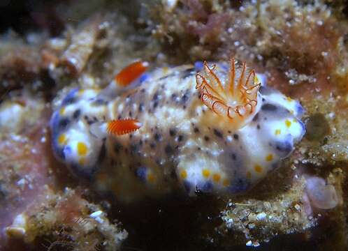 Sivun Hypselodoris Stimpson 1855 kuva