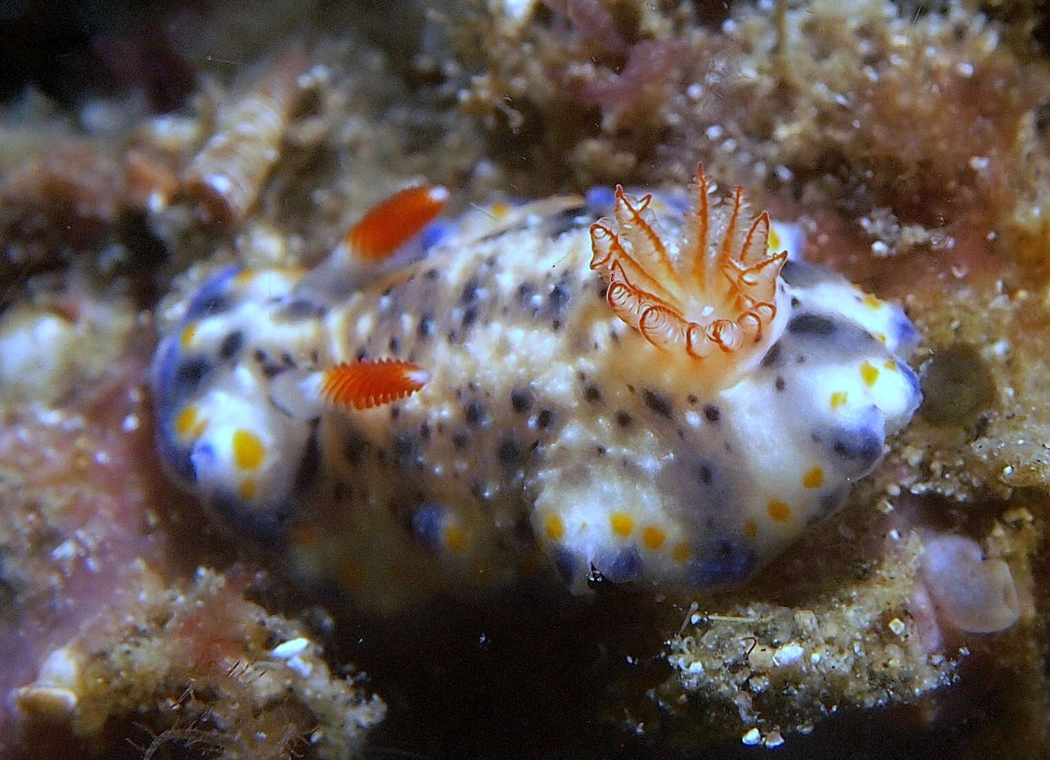 Sivun Hypselodoris Stimpson 1855 kuva