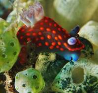 Image of Red spot blue gill black slug