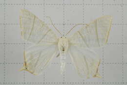 صورة Ourapteryx pallidula Inoue 1985