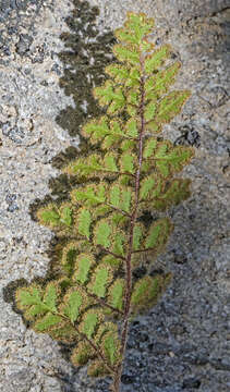 Image of Cooper's lipfern