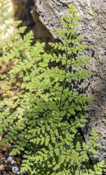 Image of Cooper's lipfern